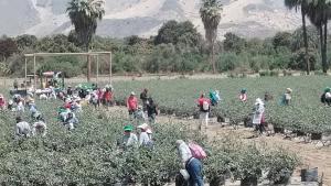 Agrícola Cayaltí cultiva 2.000 hectáreas de productos de agroexportación en el valle de Zaña