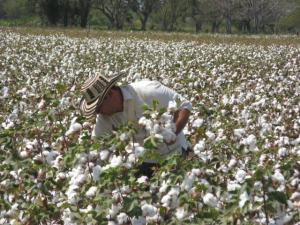 AGRÍCOLA CERRO PRIETO AMPLIARÍA ÁREA DE ALGODÓN EN 2015