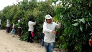 Agrícola Cerro Prieto busca comprar 1.200 hectáreas cultivables en Colombia