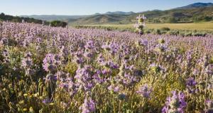 AGRÍCOLA CERRO PRIETO SEMBRARÁ 400 HECTÁREAS DE CHÍA