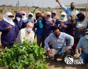 Agrícola Chapi completó la plantación de 150 hectáreas de uvas en su Fundo Don Ernesto