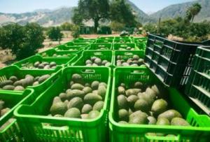 AGRÍCOLA DON RICARDO PROYECTA EXPORTAR 180 CONTENEDORES DE PALTA