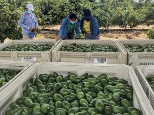 Agrícola Pampa Baja exportaría cerca de 20.000 toneladas de palta este año