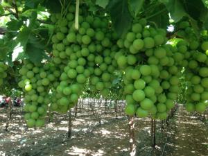 AGRÍCOLA PAMPA BAJA PASA DE CULTIVAR DE HORTALIZAS A FRUTAS