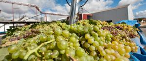 Agrícola San José exportará uva sin semilla a Corea del Sur