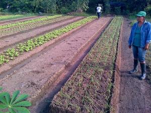 AGRICULTORAS PRODUCEN HORTALIZAS  CON FINANCIAMIENTO DE AGROBANCO 