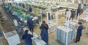 Agricultores chilenos preocupados por resultados de ventas de uva de mesa en EE.UU.