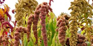 Agricultores de Arequipa serán capacitados para sembrar quinua y kiwicha orgánica