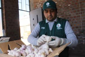 Agricultores de Huancayo exportaron 76 toneladas de ajos a Brasil