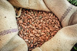 Agricultores de Junín exportan 25 toneladas de cacao orgánico a Indonesia
