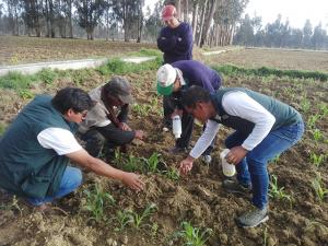 Agricultores de Junín, Huánuco y Huancavelica mejoran protección de cultivos ante plagas