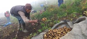 Agricultores de La Concepción cosechan semillas de papa con alta calidad genética