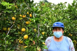 Agricultores de naranja de San Martín aumentan producción de 10 a 40 toneladas por hectárea