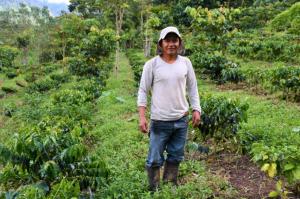 Agricultores de San Martín aumentan producción de café de 30 a 70 quintales por hectárea