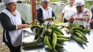 Agricultores de San Martín mejoran productividad y comercialización de harina de plátano