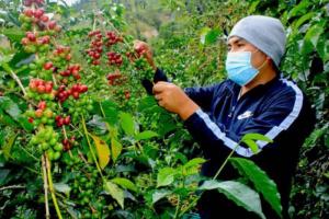 Agricultores del Alto Huallaga proyectan comercializar 1.284 toneladas de café este año
