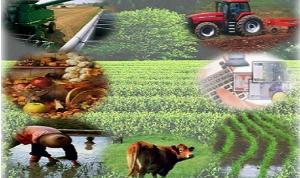 Agricultura crecería 1.5% en el primer trimestre del 2017