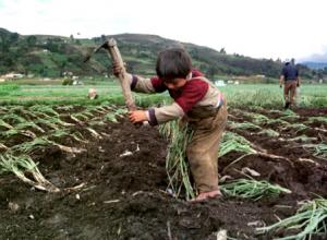 AGRICULTURA EN AMÉRICA LATINA Y EL CARIBE EMPLEA A 6 MILLONES DE NIÑOS