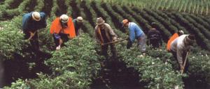 <span class='highlight'></span>A<span class='highlight'></span>G<span class='highlight'></span>R<span class='highlight'></span>I<span class='highlight'></span>C<span class='highlight'></span>U<span class='highlight'></span>L<span class='highlight'></span>T<span class='highlight'></span>U<span class='highlight'></span>R<span class='highlight'></span>A<span class='highlight'></span> <span class='highlight'></span>E<span class='highlight'></span>S<span class='highlight'></span> <span class='highlight'></span>U<span class='highlight'></span>N<span class='highlight'></span>A<span class='highlight'></span> <span class='highlight'></span>A<span class='highlight'></span>C<span class='highlight'></span>T<span class='highlight'></span>I<span class='highlight'></span>V<span class='highlight'></span>I<span class='highlight'></span>D<span class='highlight'></span>A<span class='highlight'></span>D<span class='highlight'></span> <span class='highlight'></span>C<span class='highlight'></span>O<span class='highlight'></span>N<span class='highlight'></span> <span class='highlight'></span>A<span class='highlight'></span>L<span class='highlight'></span>T<span class='highlight'></span>O<span class='highlight'></span> <span class='highlight'></span>P<span class='highlight'></span>O<span class='highlight'></span>T<span class='highlight'></span>E<span class='highlight'></span>N<span class='highlight'></span>C<span class='highlight'></span>I<span class='highlight'></span>A<span class='highlight'></span>L<span class='highlight'></span> <span class='highlight'></span>D<span class='highlight'></span>E<span class='highlight'></span> <span class='highlight'></span>P<span class='highlight'></span>R<span class='highlight'></span>O<span class='highlight'></span>D<span class='highlight'></span>U<span class='highlight'></span>C<span class='highlight'></span>T<span class='highlight'></span>I<span class='highlight'></span>V<span class='highlight'></span>I<span class='highlight'></span>D<span class='highlight'></span>A<span class='highlight'></span>D<span class='highlight'></span>