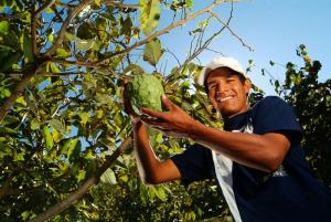 Agricultura familiar peruana podrá exportar Chirimoya a Guatemala y Ecuador