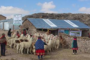 Agro Rural construyó 2.353 cobertizos en 10 regiones del país