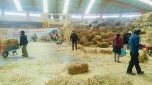 Agro Rural culmina entrega de alimento suplementario para ganado ovino, vacuno y camélidos en Arequipa