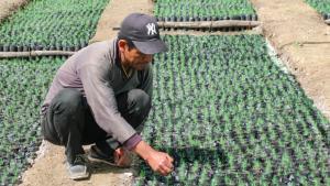 Agro Rural desarrolla proyecto forestal de recuperación de provisión hídrica en Piura