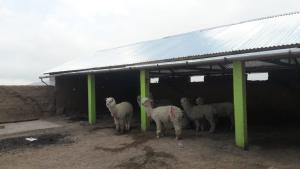 Agro Rural destina S/ 1.530.000 para la construcción de 90 cobertizos en Tacna
