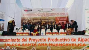 Agro Rural ejecuta proyecto por S/ 34.5 millones en favor de productores de alpacas de Huancavelica