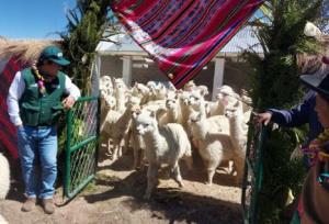 Agro Rural entrega 90 cobertizos para resguardar a más de 9.000 cabezas de ganado en Tacna