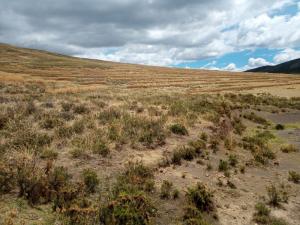 Agro Rural entregó 1.200 hectáreas de praderas recuperadas a comunidades de Ayacucho