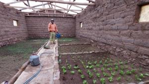 Agro Rural finalizó la construcción de 490 fitotoldos en Puno