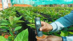 Agro Rural impulsa la producción de palto en Junín