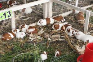 Agro Rural impulsa proyecto para sacar de la pobreza a 51 mil familias en el Vraem