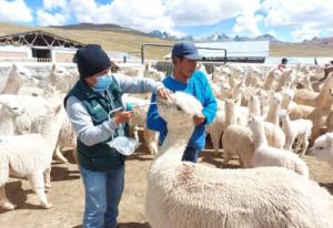Agro Rural inicia dosificación a 67.000 cabezas de ganado en zonas altas de la región Lima
