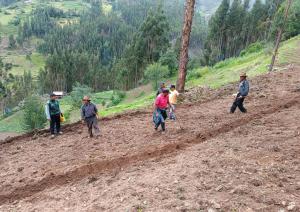 Agro Rural instala 88 toneladas de semillas de pastos en beneficio de familias rurales de Áncash