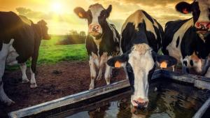 Agro Rural instalará 640 abrevaderos para ganado en zonas altoandinas para mitigar impacto de déficit hídrico