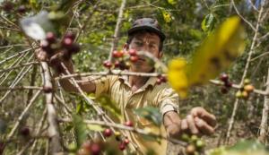 Agro Rural producirá 180.000 plantones que beneficiarán a 160 familias productoras de la región Amazonas