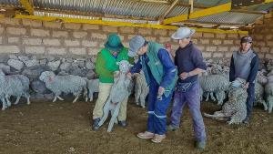 Agro Rural realiza acciones para mitigar consecuencias del friaje en beneficio a casi 55 mil pequeños productores agrarios