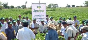 Agrobanco capacitará a pequeños productores para que ordenen sus cuentas e ingresen al sistema financiero