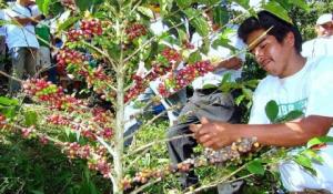 AGROBANCO INFORMÓ QUE FINANCIÓ RENOVACIÓN DE 10 MIL HAS DE CAFÉ EN 2013
