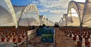 Agroberries produce arándanos en Perú, Chile, México, Estados Unidos y Marruecos
