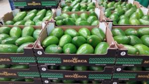 Agrocosta redujo envíos de palta en su pico de producción y priorizó los despachos en el final de la temporada, donde los precios comenzaron a recuperarse