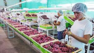 Agroexportaciones crecieron en 15 regiones del país