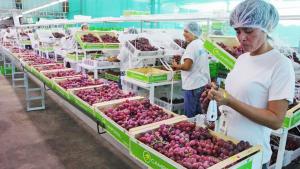 Agroexportaciones crecieron en 15 regiones en el primer semestre del año