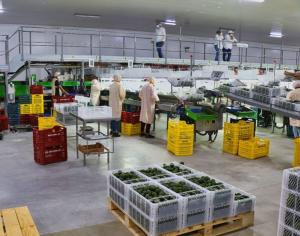 Agroexportaciones lambayecanas sumaron US$ 723 millones en la primera mitad del 2021, mostrando un aumento de 35%