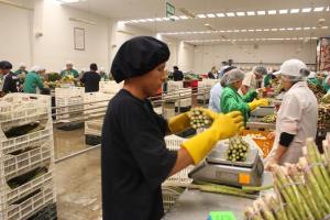 AGROEXPORTACIONES NO TRADICIONALES AUMENTARON 16%