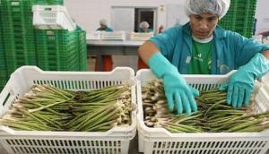 Agroexportaciones peruanas a Estados Unidos crecieron 15% en los primeros 5 meses del año
