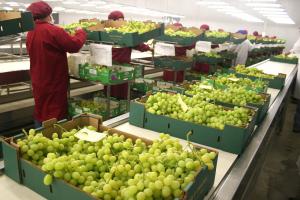 Agroexportaciones peruanas crecen 12.8% en valor en el primer bimestre del año