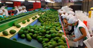 Agroexportaciones peruanas crecen 16.2% en el primer trimestre del año